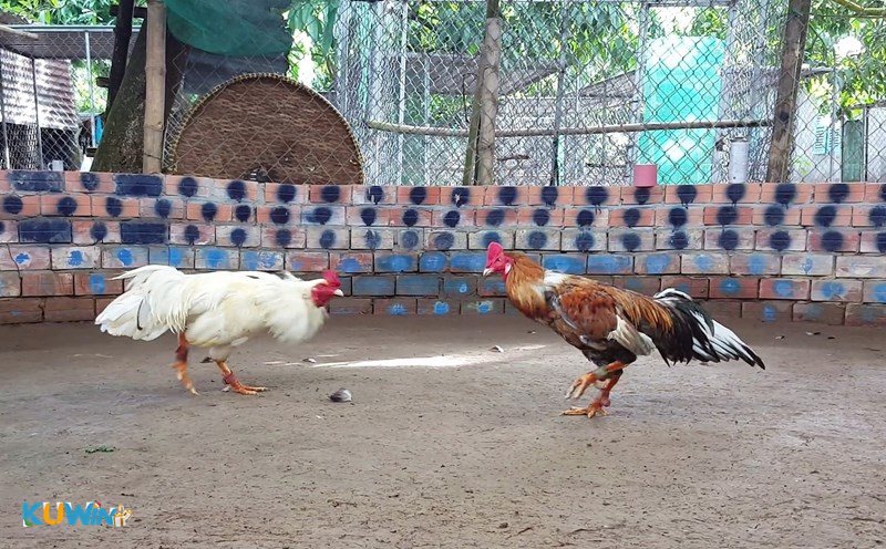 Đá gà KUWIN1 - Lịch thi đấu dày đặc, kèo phong phú cả ngày