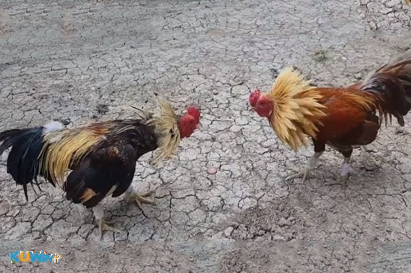 Đá gà KUWIN1 - Kèo Meron – Wala – BDD (Hòa) truyền thống